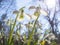 Tender snowdrops flowers