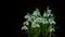 Tender snowdrops flowers blooming fast on black background in spring nature Time lapse
