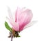 Tender spring pink magnolia flower isolated on white background