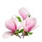 Tender spring pink magnolia flower isolated on white background