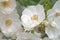 Tender stamens on a white rosehip flower. Soft focus