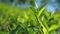 Tender twig of tea bush at plantation closeup slow motion