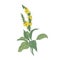 Tender verbascum or mullein flowers isolated on white background. Detailed drawing of wild perennial herbaceous plant