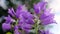 Tender violet bellflowers swaying in the wind