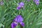 Tender violet flowers of Iris germanica