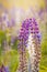 Tender violet, fuchsia and lilac flowers of lupinus, lupin or bluebonnets in warm rays of summer evening sun