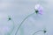 Tender violet spring flower and copy space