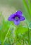 Tender violet viola on grass backgroung