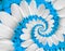 Tender white blue flower swirl camomile daisy kosmeya flower spiral abstract fractal effect pattern fractal background. Twisted