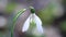 Tender white flower of common snowdrop flower, Galanthus nivalis, enjoys warm and sunny spring day, rocking in the wind, blur