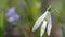 Tender white flower of common snowdrop flower, Galanthus nivalis, symbol of spring, enjoys warm and sunny day, rocking in the wind