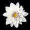 Tender white flower dahlia macro isolated