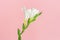 Tender white flower freesia on pink paper background. Minimal composition with one flower