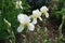 Tender white flowers of bearded irises