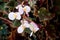 Tender white flowers of begonias. Growing flowers at home_