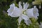 Tender White Flowers of Campanula medium Bluebell, Cup and Saucer Cultivar