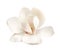 Tender white magnolia flower isolated