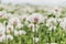 Tender white purple poppy flowers in a meadow.Idyllic bright spring summer scenery.Beautiful flower background selective focus.