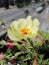 Tender yellow flower of purslane portulaca. Small blooming garden on the balcony in the city