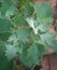 Tender young edible leaves of a common weed