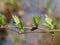 Tender Young Green Shoots Appear