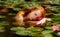 Tender young redhead woman Ophelia floats sensually seductively in the water, lake, pond, marsh and playing with waterlilies