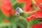 Tenderness, beautiful floral background. Alicante, Spain