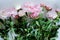 Tenderness bouquet of pink and white peonies