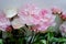 Tenderness bouquet of pink and white peonies