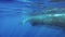 Tenderness and caress of young whale calf with mother underwater in ocean.