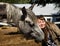 Tenderness. Girl pressed her face to horse