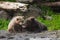 Tenderness - Grizzly mother with her cup. Alaska