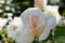 Tenderness rose in a rustic background. Rose on a green bush