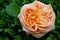 Tenderness rose in a rustic background. Rose on a green bush background