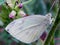 The tenderness of a white-pink butterfly on a hairy green stalk in a meadow