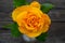 Tenderness yellow rose. Beautiful flower.  Rose on a gray wooden background