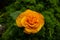 Tenderness yellow rose. Beautiful flower.  Rose on a green bush background