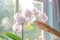 Tending a blooming Phalaenopsis orchid by the window: a woman\\\'s care