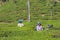 Tending the crop on an Indian tea plantation