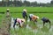 Tending Rice Plants