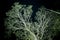 The tendons or branches of a green tree at night from bottom to top