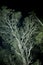 The tendons or branches of a green tree at night from bottom to top