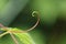 Tendril - background