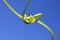 Tendril intertwined against blue sky, macro image