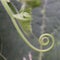 Tendrils climbing plants uniquely shaped.