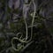 Tendrils climbing plants uniquely shaped.