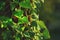 Tendrils of green ivy leaves on a tree in the woods