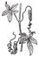 Tendrils, a Passionflower, vintage engraving