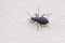 Tenebrionidae beetle