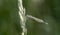 Teneral Familiar Bluet Damselfly Enallagma civile Perched on Vegetation in Northern Colorado